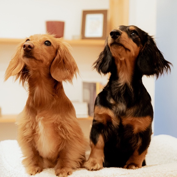 Meet your Posher, Chelsea & Brooklyn - Picture 6 of 6